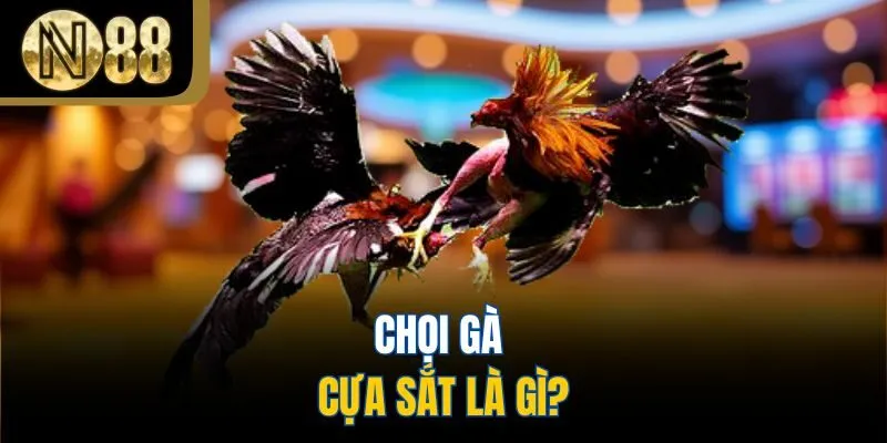 Chọi gà cựa sắt là gì?