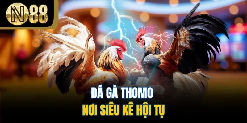 Đá gà Thomo - nơi siêu kê hội tụ