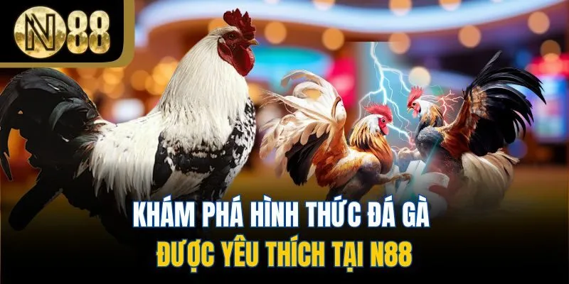 Khám phá hình thức đá gà được yêu thích tại N88