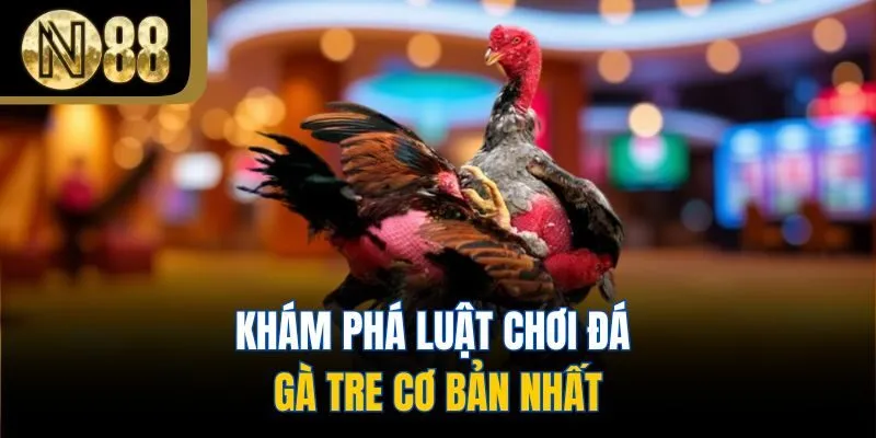 Khám phá luật chơi đá gà tre cơ bản nhất