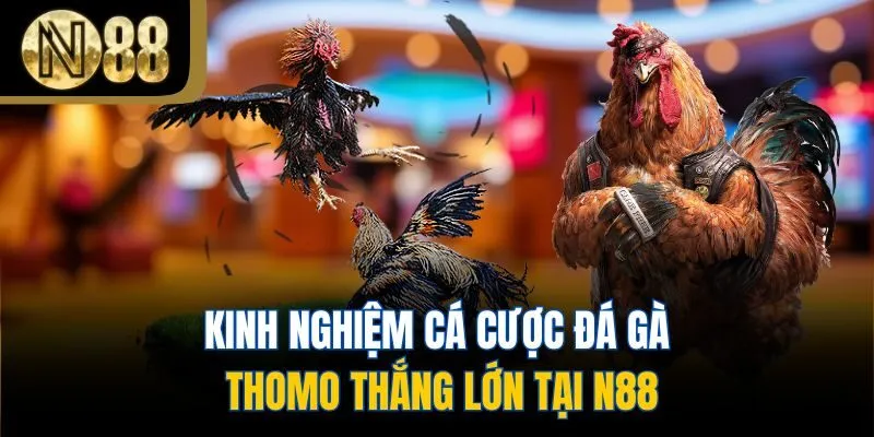 Kinh nghiệm cá cược đá gà Thomo thắng lớn tại N88