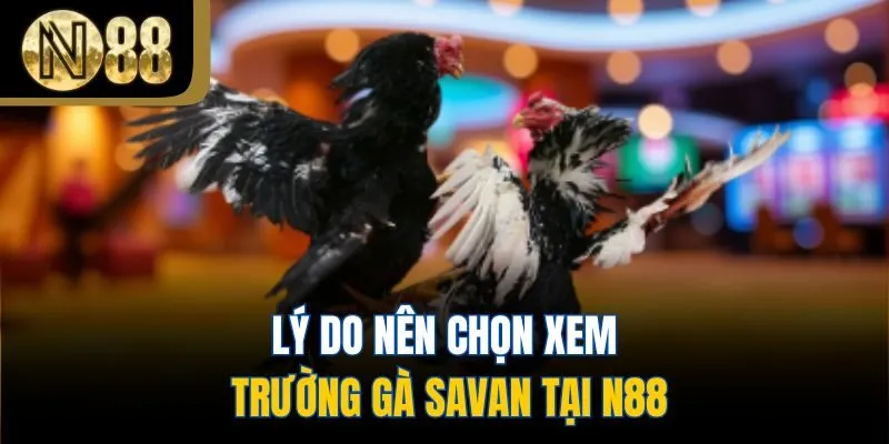 Lý do nên chọn xem trường gà Savan tại N88
