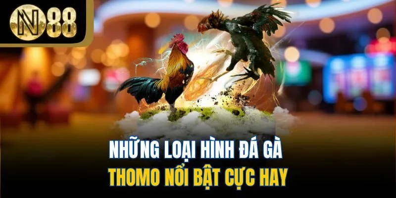 Những loại hình đá gà Thomo nổi bật cực hay
