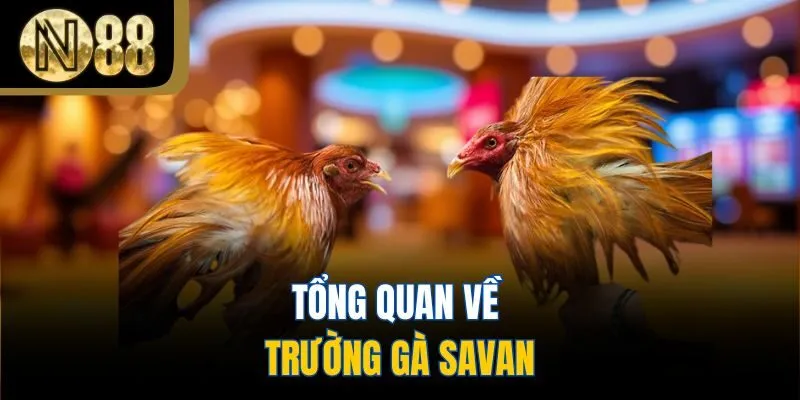 Tổng quan về trường gà Savan