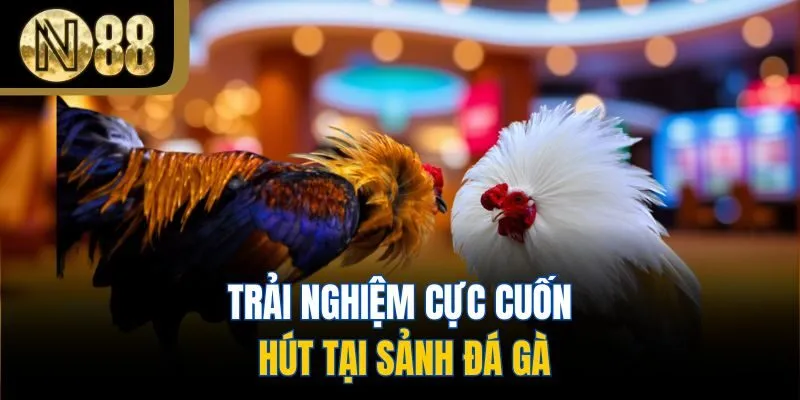 Trải nghiệm cực cuốn hút tại sảnh đá gà